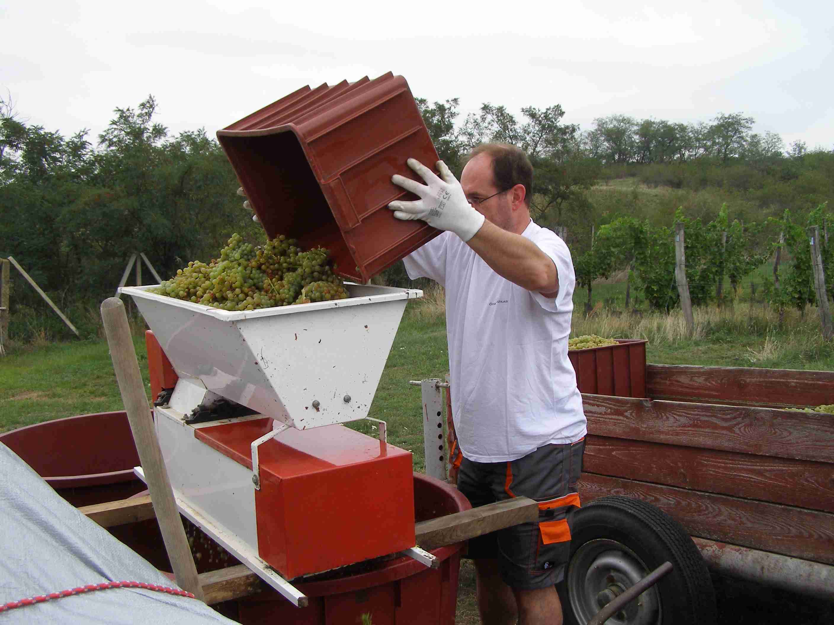vinobraní 2017