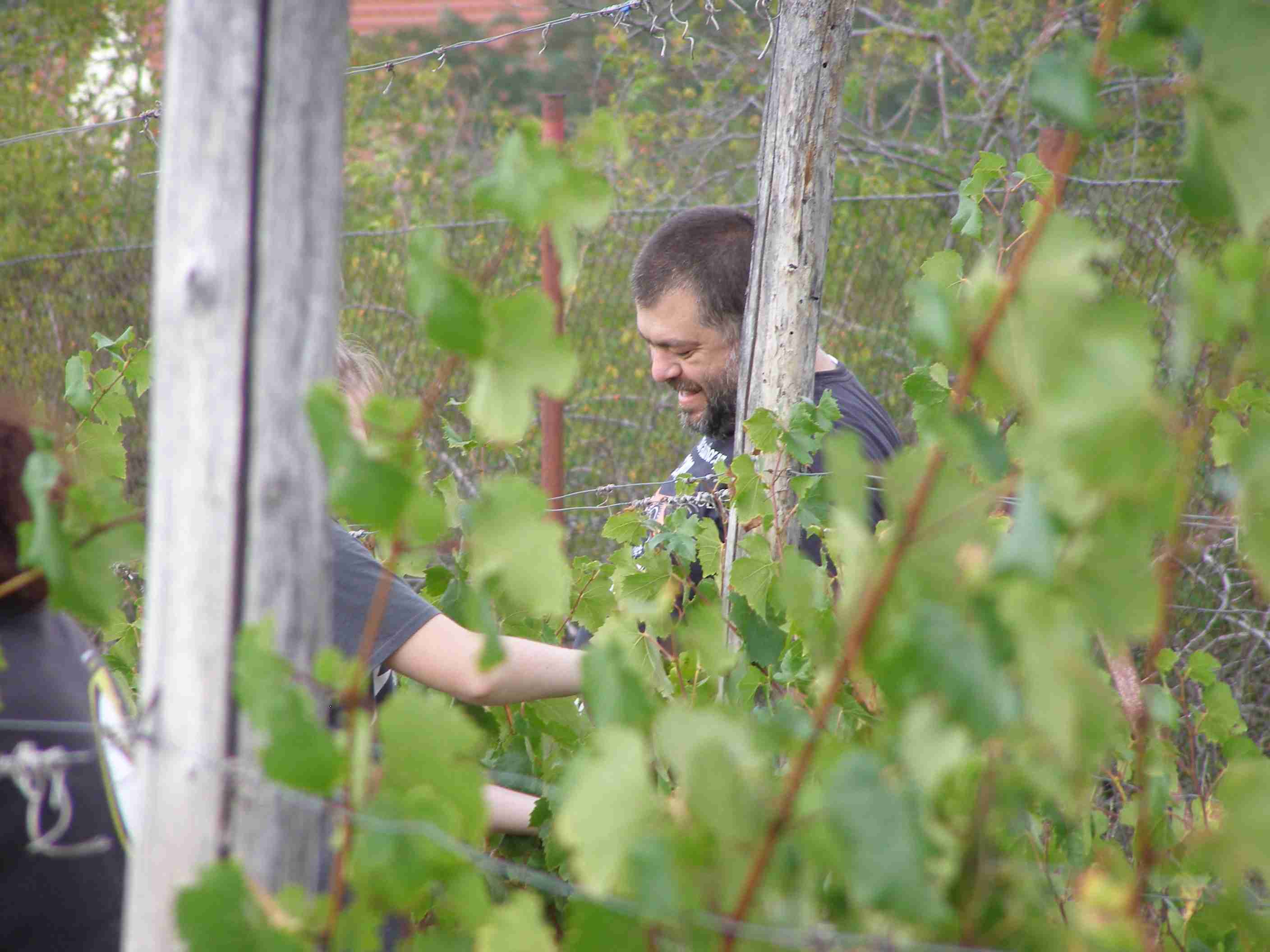 vinobraní 2017