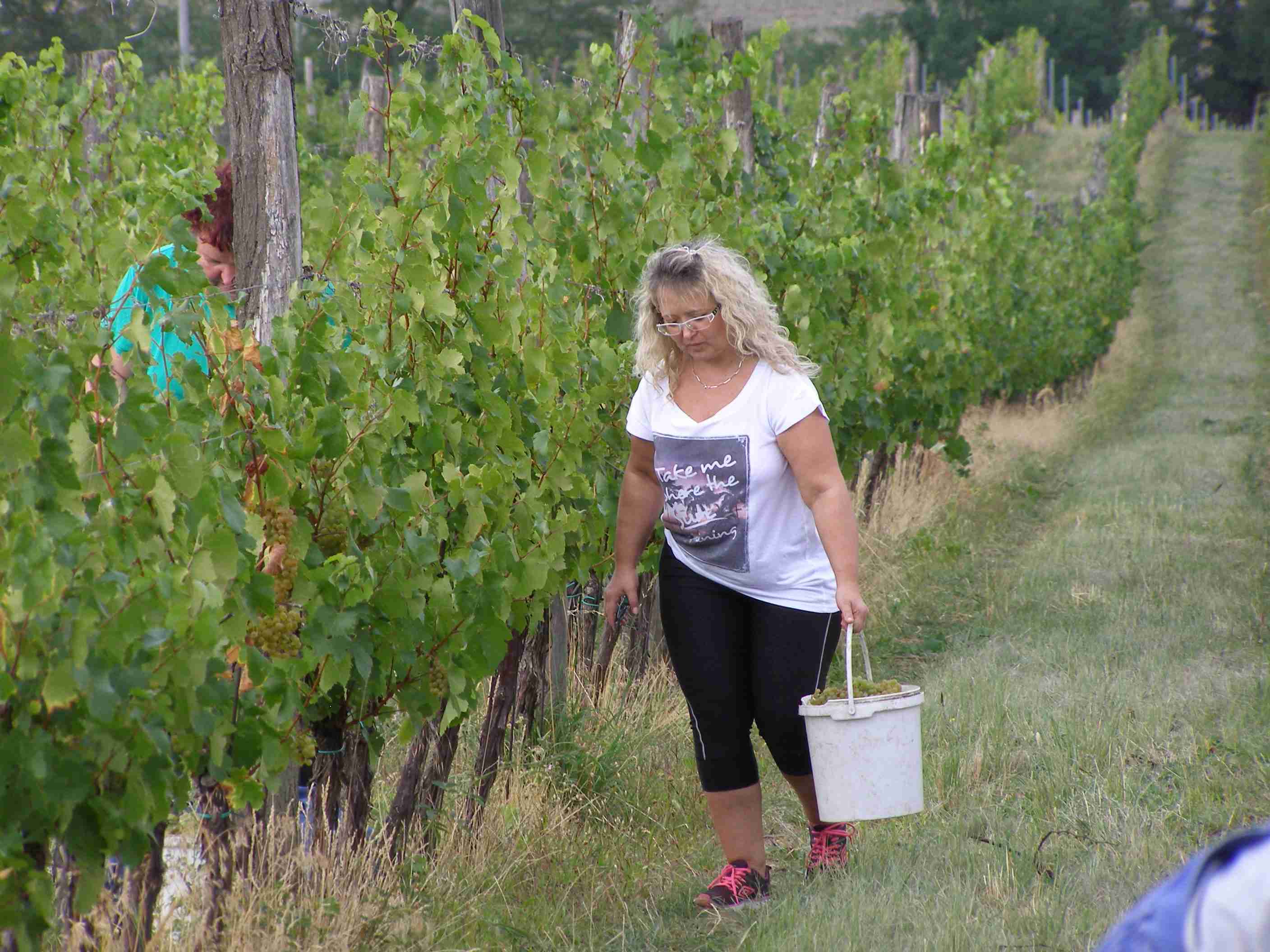 vinobraní 2017