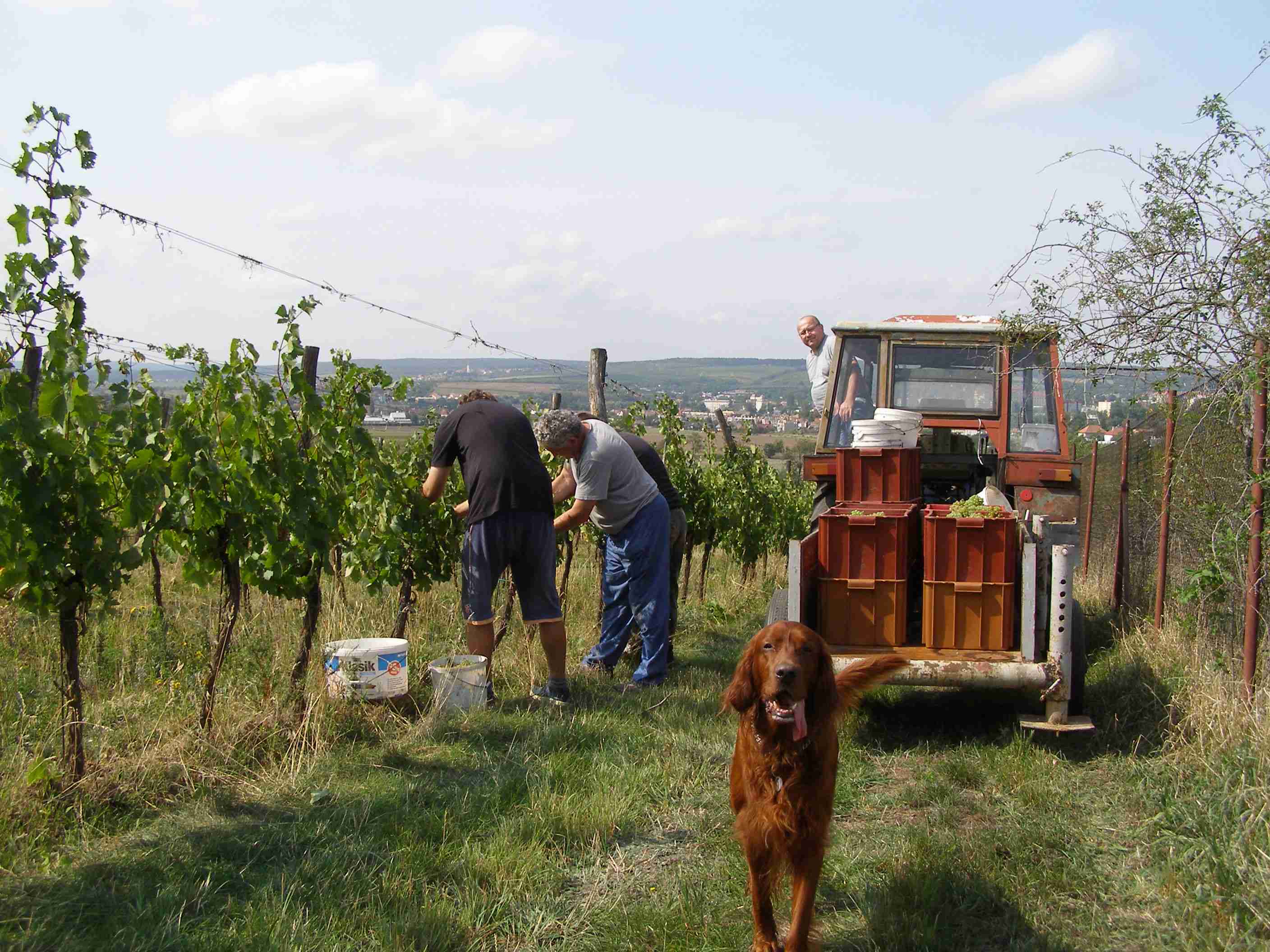 vinobraní 2017