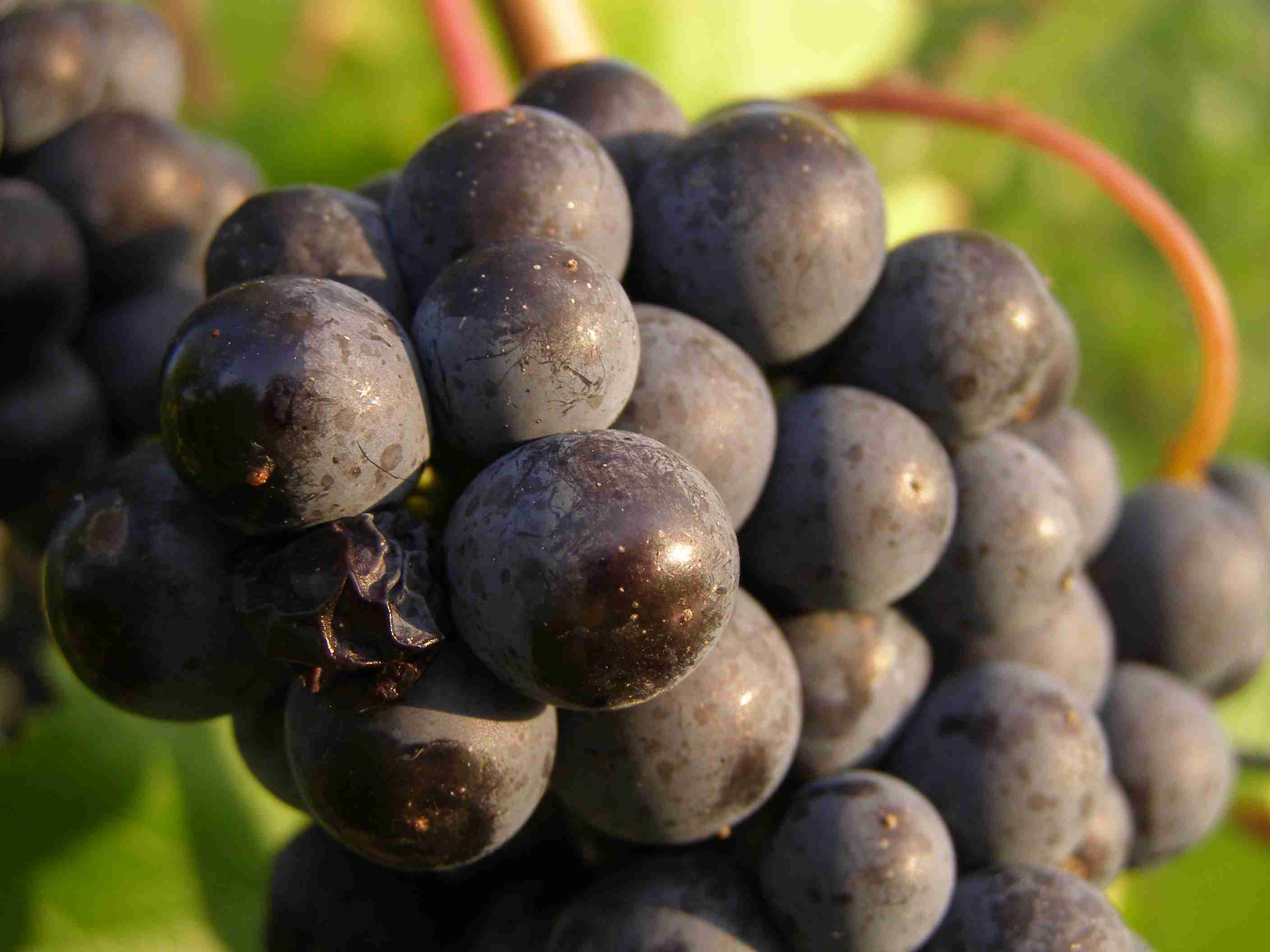 vinobraní 2017