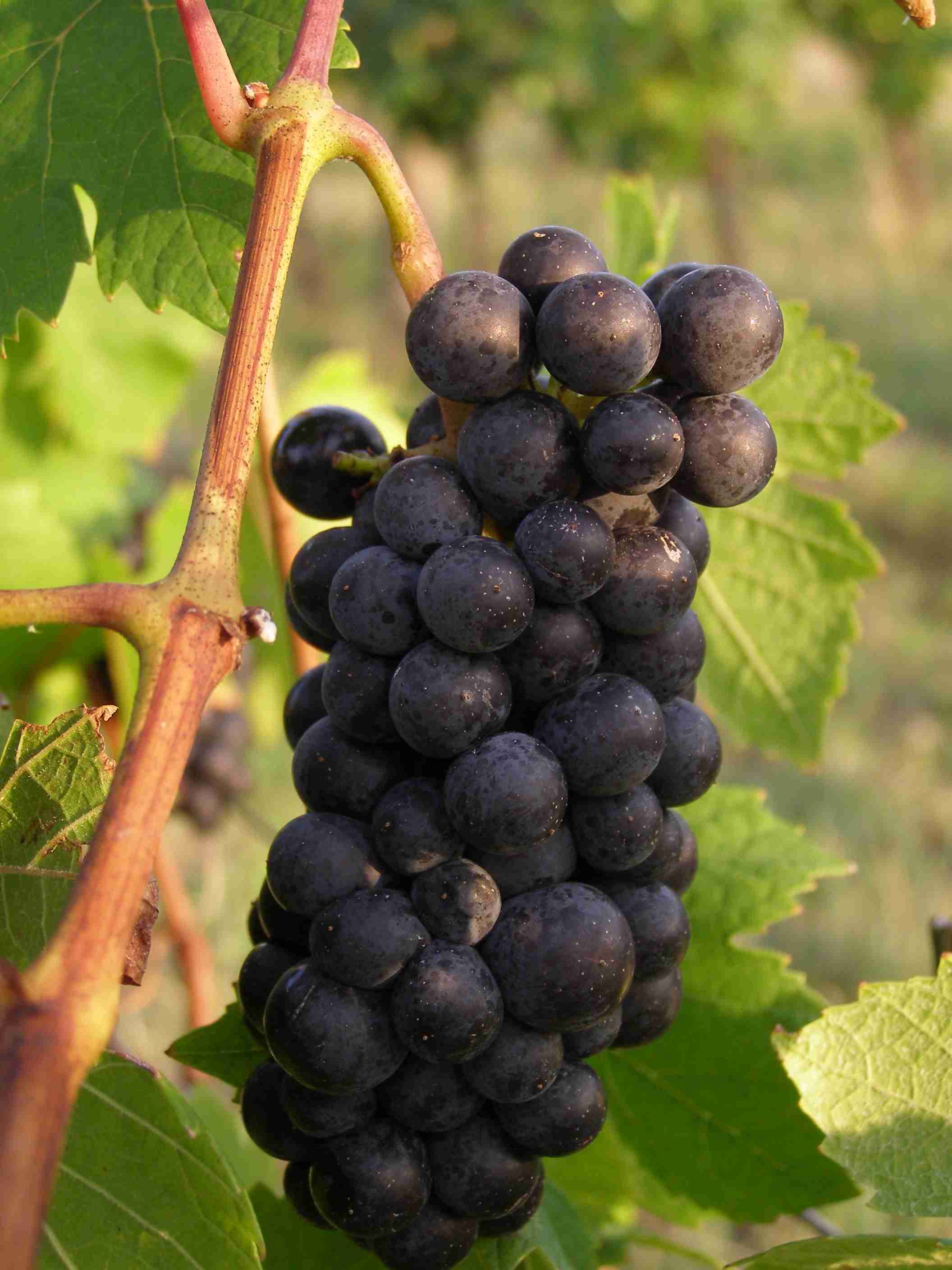 vinobraní 2017