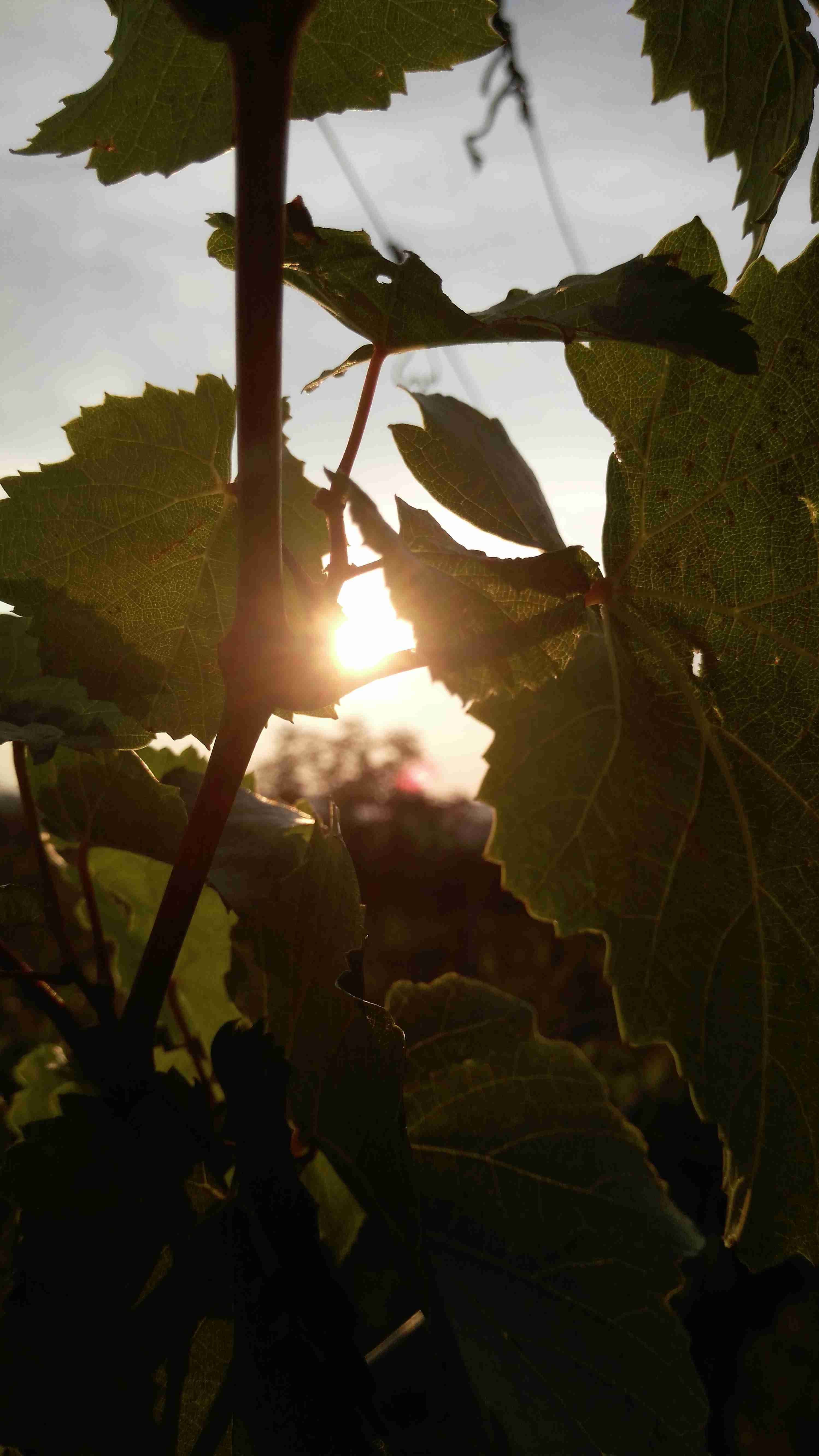 vinobraní 2017