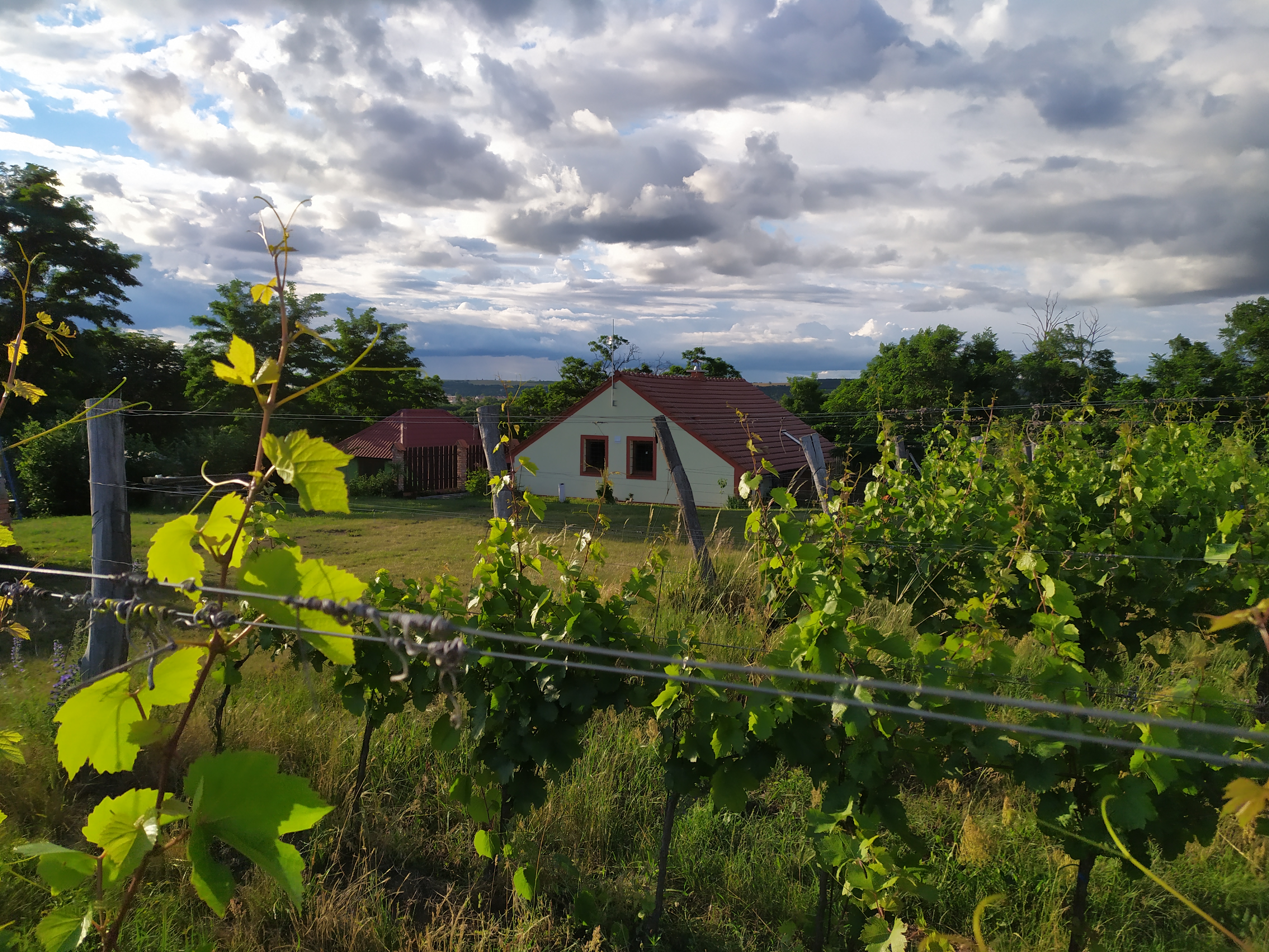 Ovce ve vinohradu